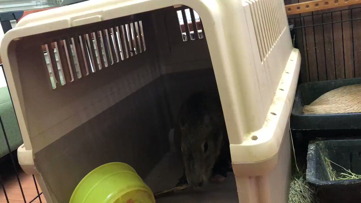 ロンくん、夜中なんですけどーって、ツイートしようとしたら、今度はおしりかじり虫してるしー、、、お子様は夜更かししないの! ロンくん、夜中なんですけどーって、ツイートしようとしたら、今度はおしりかじり虫してるしー、、、お子様は夜更かししないの!