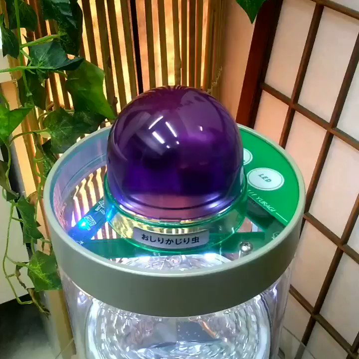 【商品紹介】〈OKMセット ¥1500〉おしりかじり虫 としか書いていない情報乏しく胡散臭げなオルゴールと コヨーテ商店 【商品紹介】〈OKMセット ¥1500〉おしりかじり虫 としか書いていない情報乏しく胡散臭げなオルゴールと コヨーテ商店