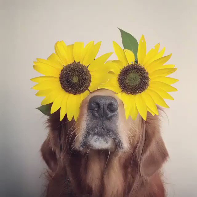 Happy Sunday, y’all. Don’t forget to stop and smell the sunflowers! ???? #NellysNose https://t.co/QotMsq1Fnk