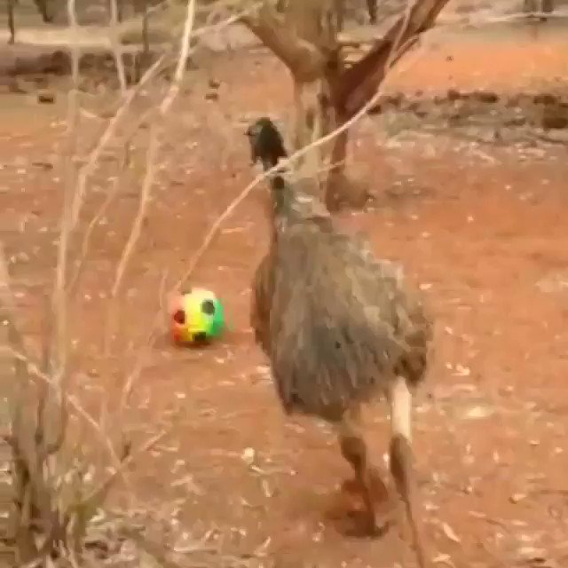 RT @AMAZlNGNATURE: Just an emu playing with a soccer ball, nothing else. https://t.co/e7DBRLH2vT