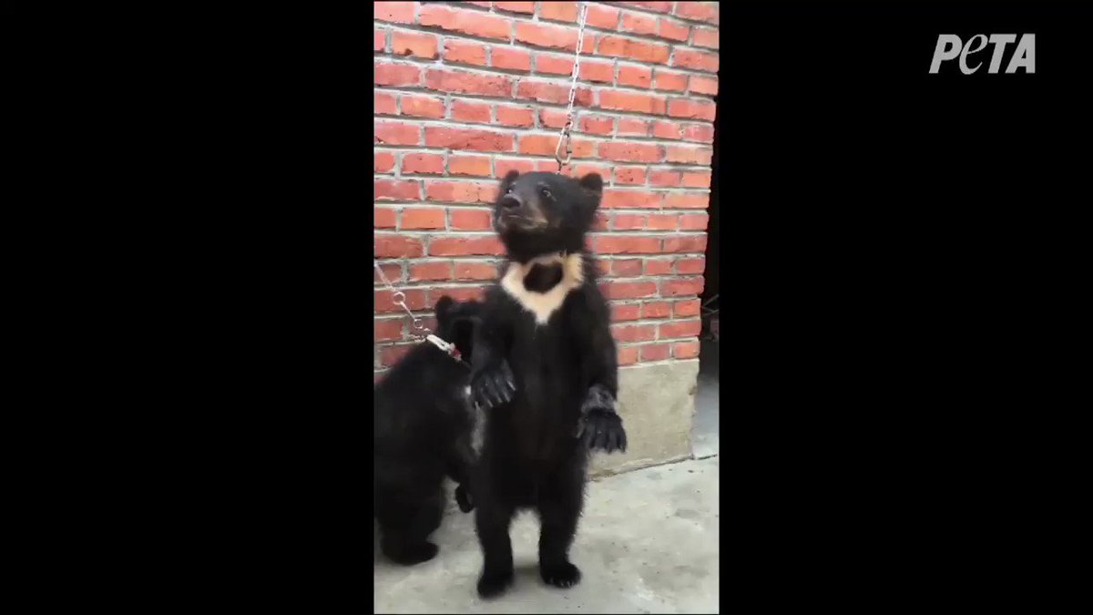 RT @peta: Baby bears belong with their mothers ???? In China, this is how they're trained for the circus. https://t.co/mPlnVa9OOd