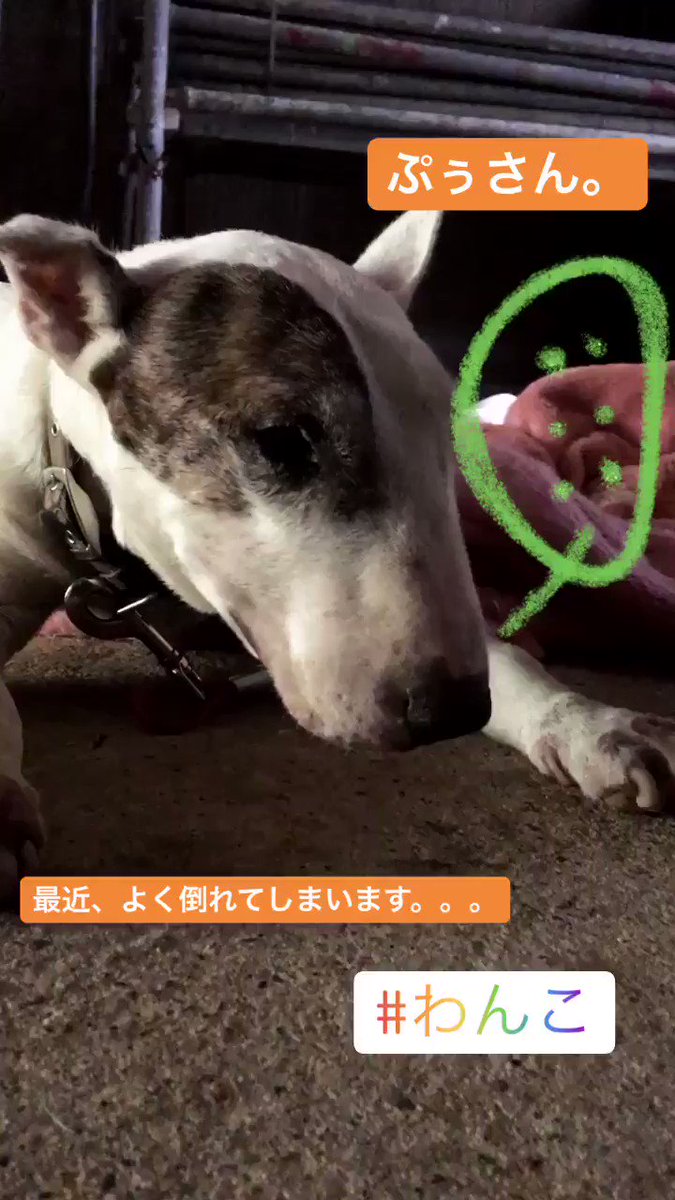 最近ほんとに発作が多くなったぷぅさん。すっごく息が苦しそうで、見ている方もツライ、けど、当たり前だけどぷぅさんが一番ツラ 最近ほんとに発作が多くなったぷぅさん。すっごく息が苦しそうで、見ている方もツライ、けど、当たり前だけどぷぅさんが一番ツラ
