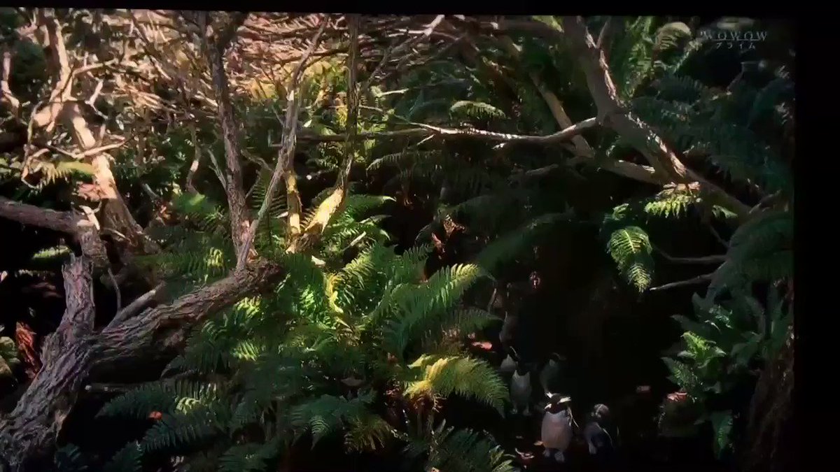 リアル ペンギン・ハイウェイ🐧 リアル ペンギン・ハイウェイ🐧