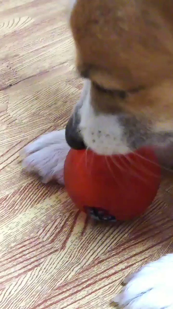 雨☔の夜、散歩無しでボール💓遊び#corgi#ball#dogdays 雨☔の夜、散歩無しでボール💓遊び#corgi#ball#dogdays