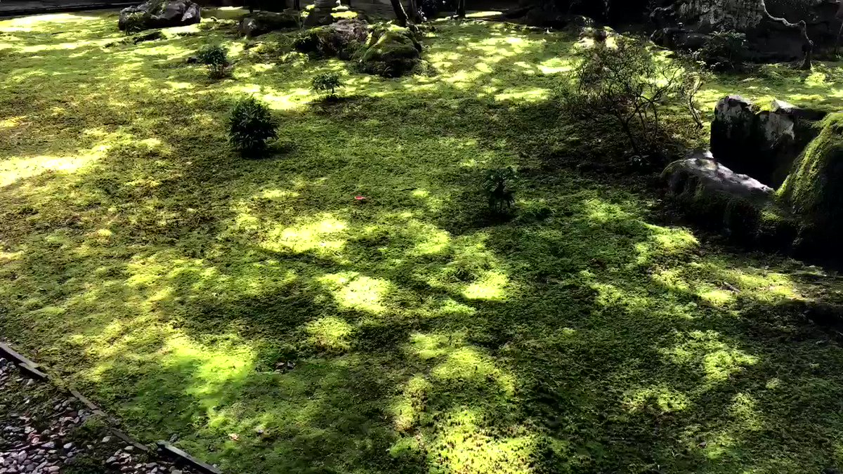 晴れたのが嬉しくて職場で木漏れ日の動画を撮ってたんですが、途中から「蟲師の世界……ふふ……」って悦に浸りながら撮影した事 晴れたのが嬉しくて職場で木漏れ日の動画を撮ってたんですが、途中から「蟲師の世界……ふふ……」って悦に浸りながら撮影した事