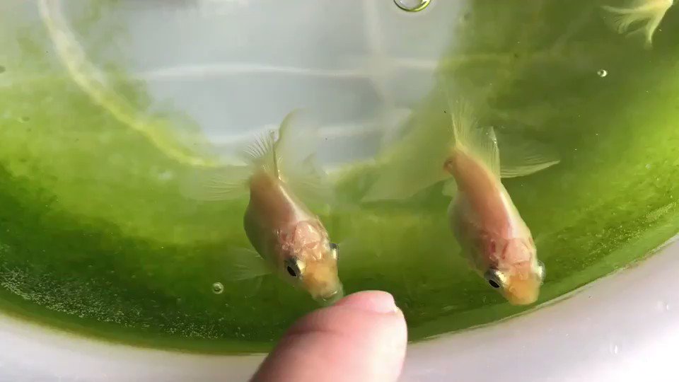 近所の金魚屋さんで生まれたのでとってもお安くわけてもらえた土佐金ちゃん達と、もう朝ごはんもらったのにお腹が空いてしょうが 近所の金魚屋さんで生まれたのでとってもお安くわけてもらえた土佐金ちゃん達と、もう朝ごはんもらったのにお腹が空いてしょうが