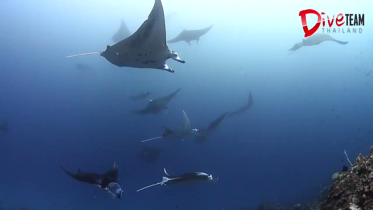 夢にまで見た光景✨📍 コモド(インドネシア)🎥 Apple Napaket Limthanakit og Dive Te 夢にまで見た光景✨📍 コモド(インドネシア)🎥 Apple Napaket Limthanakit og Dive Te