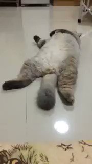 トトロ? トトロ?