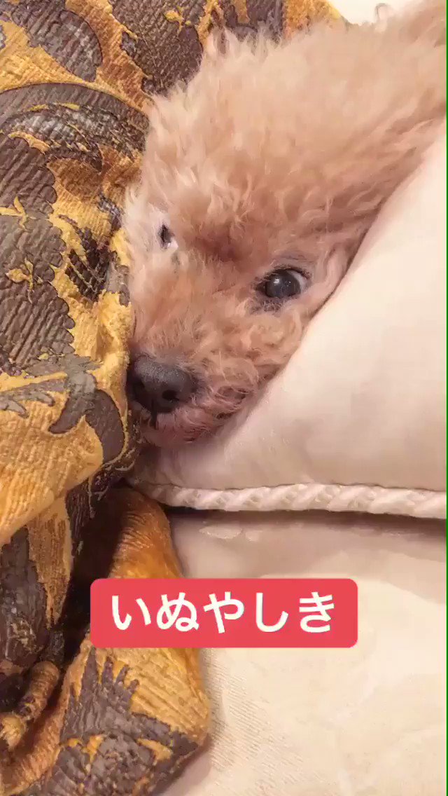 いぬやしき。 いぬやしき。