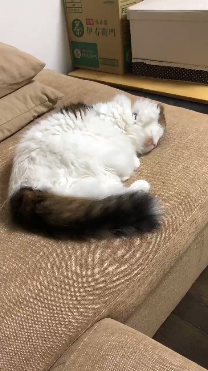 ただひなちゃんが寝ているだけの動画です。耳をすませば微かな寝息が聞こえます。#猫かわいすぎ #猫部#猫好きさんと繋がりた ただひなちゃんが寝ているだけの動画です。耳をすませば微かな寝息が聞こえます。#猫かわいすぎ #猫部#猫好きさんと繋がりた