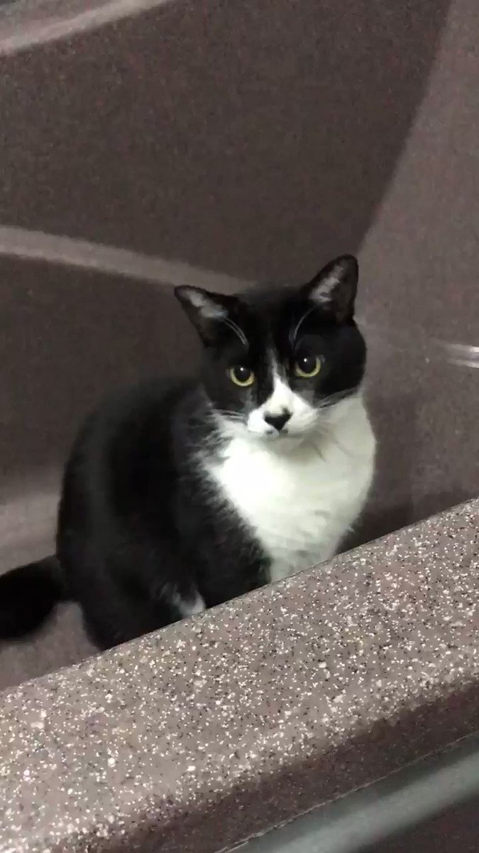 湯船に入ってゴロゴロ言ってるとこ悪いんだけど飼い主そろそろ凍えるからでてってもらっていいですか?※途中のバキって音は私の 湯船に入ってゴロゴロ言ってるとこ悪いんだけど飼い主そろそろ凍えるからでてってもらっていいですか?※途中のバキって音は私の