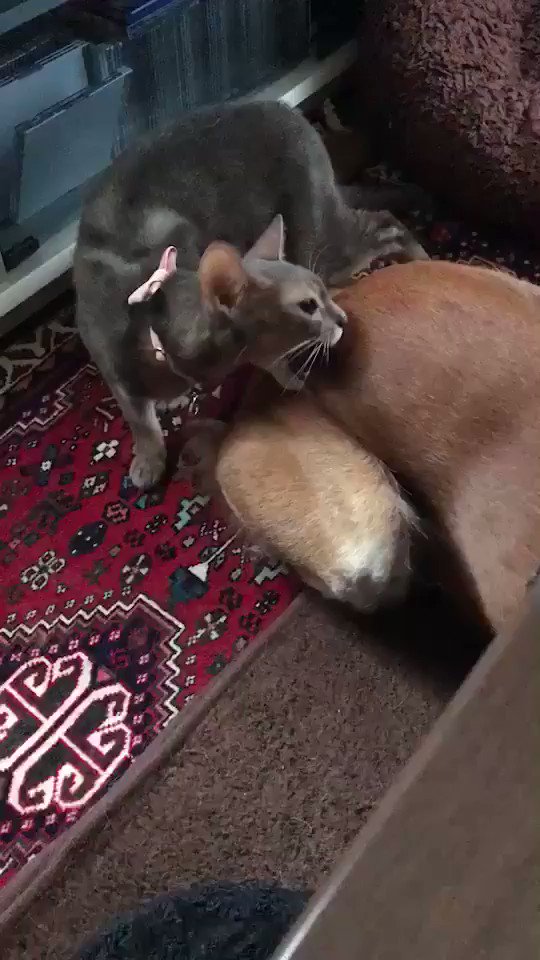 おしりかじり虫 おしりかじり虫