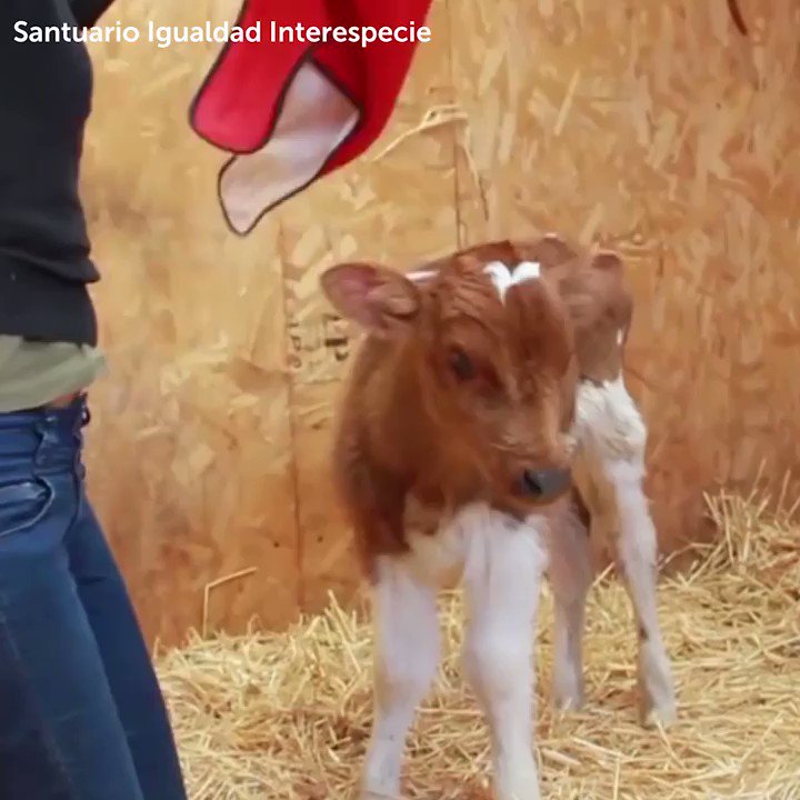 RT @MercyForAnimals: Your food was born. They lived and breathed. Make the connection. Go vegan. https://t.co/o9njOPE70H