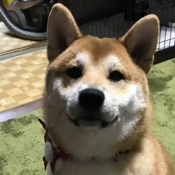 動画あさってたら見つけたwまだ生後半年くらいの青葉に#いとしのムーコ OP歌わせたやつw青葉もムーコみたいに喋れたらいい 動画あさってたら見つけたwまだ生後半年くらいの青葉に#いとしのムーコ OP歌わせたやつw青葉もムーコみたいに喋れたらいい