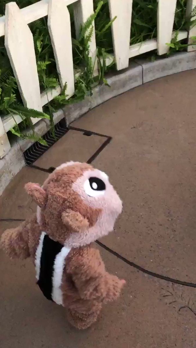 この動画は可愛すぎてお気に入り❤︎#ディズニーランド#チップとデール#姉妹#仲良し#お姉ちゃん#優しい この動画は可愛すぎてお気に入り❤︎#ディズニーランド#チップとデール#姉妹#仲良し#お姉ちゃん#優しい