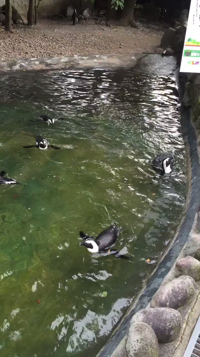 俺たちのペンギンハイウェイ。 俺たちのペンギンハイウェイ。