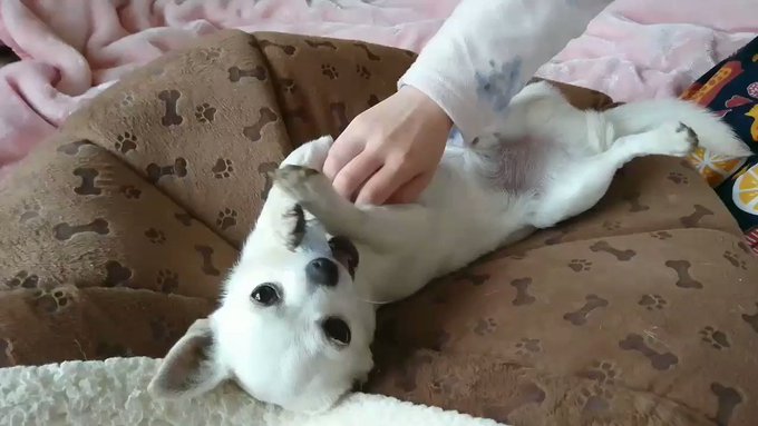 😊そこへ🐩小太郎ちゃんの大好きな💖👧お姉ちゃんが来た❗😊👧お姉ちゃんは風邪を引いてしまい😷😅小太郎ちゃんに移さないでね💦 😊そこへ🐩小太郎ちゃんの大好きな💖👧お姉ちゃんが来た❗😊👧お姉ちゃんは風邪を引いてしまい😷😅小太郎ちゃんに移さないでね💦