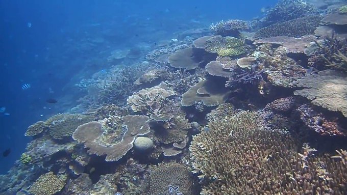 赤土は粒子が細かい、サンゴにつまり死んでしまう!赤土を積んだ船が大浦湾に到着。土砂で埋めるな!■辺野古・大浦湾。「サンゴ 赤土は粒子が細かい、サンゴにつまり死んでしまう!赤土を積んだ船が大浦湾に到着。土砂で埋めるな!■辺野古・大浦湾。「サンゴ