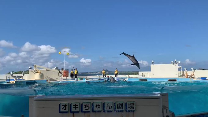 #ポケモン 本部町沖縄海洋博記念公園オキちゃん イルカ劇場 🐬🐬🐬動画撮影しましたアシマリ君🐥ハリマロン君😲💦ビックリ #ポケモン 本部町沖縄海洋博記念公園オキちゃん イルカ劇場 🐬🐬🐬動画撮影しましたアシマリ君🐥ハリマロン君😲💦ビックリ