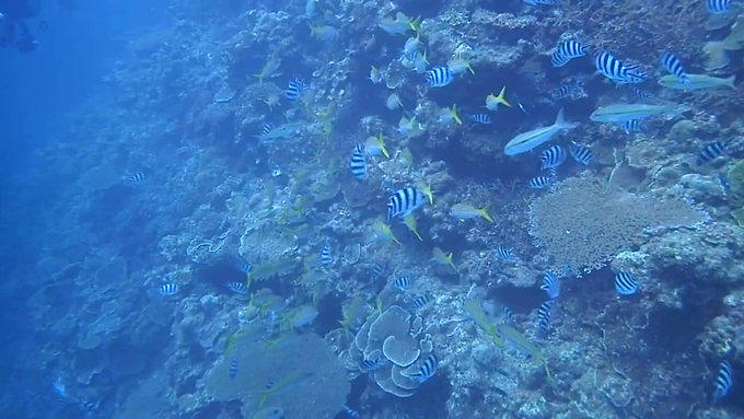 こんなにも綺麗でため息が出る海を赤土で埋めるな❣️未だ未発見、研究されていないサンゴが数千種‼️次の世代に残したいのは人 こんなにも綺麗でため息が出る海を赤土で埋めるな❣️未だ未発見、研究されていないサンゴが数千種‼️次の世代に残したいのは人