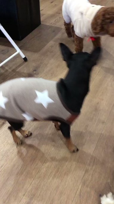 ピンポン🐶ミニチュアピンシャー2012・9・1生まれの女の子🎀クリクリお目目の可愛いピンポン🐶少し怖がりさんなのか抱っこ ピンポン🐶ミニチュアピンシャー2012・9・1生まれの女の子🎀クリクリお目目の可愛いピンポン🐶少し怖がりさんなのか抱っこ