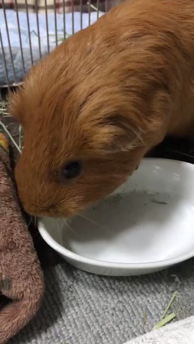 私も嬉しいのでいっぱいるる載せますね🥰w茶々丸ちゃんもだったのですね、病院での転落事故で不正咬合ですか?!😱そんなこと 私も嬉しいのでいっぱいるる載せますね🥰w茶々丸ちゃんもだったのですね、病院での転落事故で不正咬合ですか?!😱そんなこと