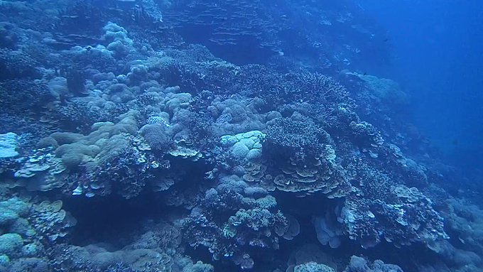 ■沖縄・辺野古(大浦湾)の海。「ハマサンゴ博物館のサンゴ群の様子★」 2016/09/13 に公開 沖縄本島Dive S ■沖縄・辺野古(大浦湾)の海。「ハマサンゴ博物館のサンゴ群の様子★」 2016/09/13 に公開 沖縄本島Dive S