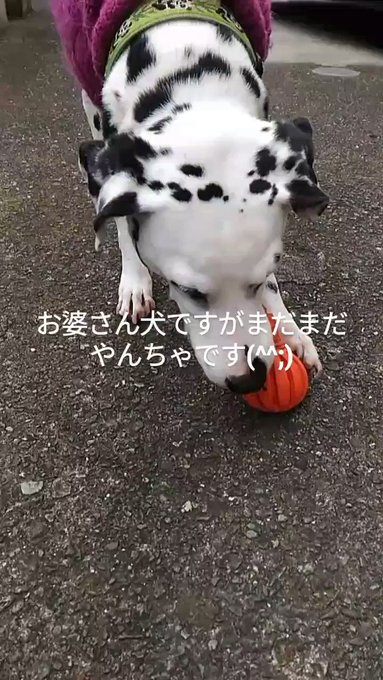 12歳のお婆さん犬ですが、まだまだ現役、町内一のワルです🐶🐾 12歳のお婆さん犬ですが、まだまだ現役、町内一のワルです🐶🐾