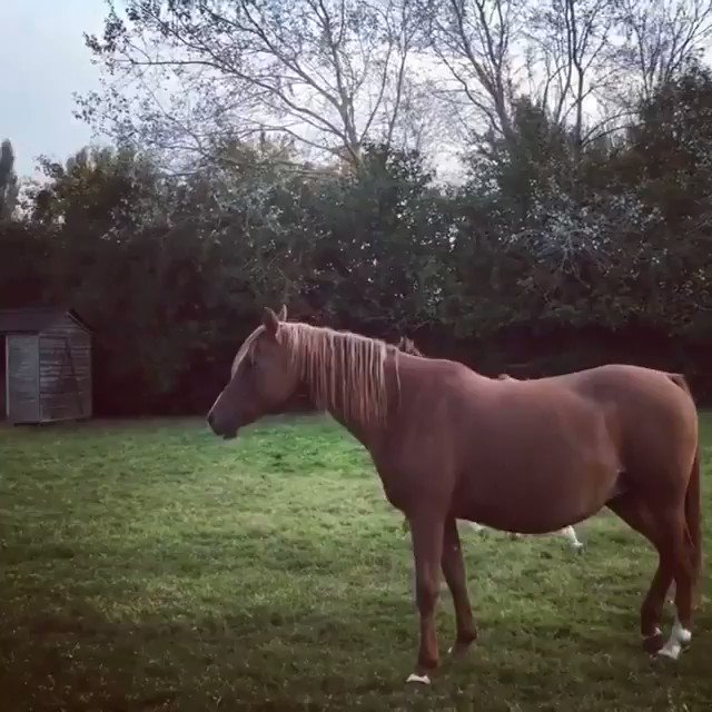 RT @AMAZlNGNATURE: Little Arabian Colt Prancing Around https://t.co/Cp9P9gHLS1