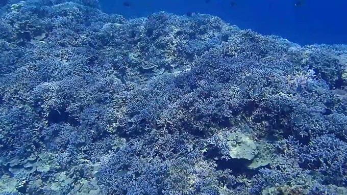 ■沖縄・辺野古大浦湾(2018.4/9)「ずーっと続く瀬にサンゴがびっしり!!」 沖縄本島Dive Shop桜海2018 ■沖縄・辺野古大浦湾(2018.4/9)「ずーっと続く瀬にサンゴがびっしり!!」 沖縄本島Dive Shop桜海2018