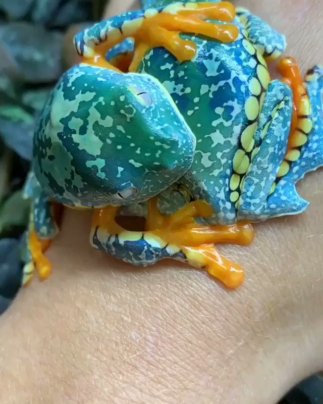 RT @AMAZlNGNATURE: Fringe tree frogs ????

????ig: romanne_c https://t.co/9sQNJBlA8t