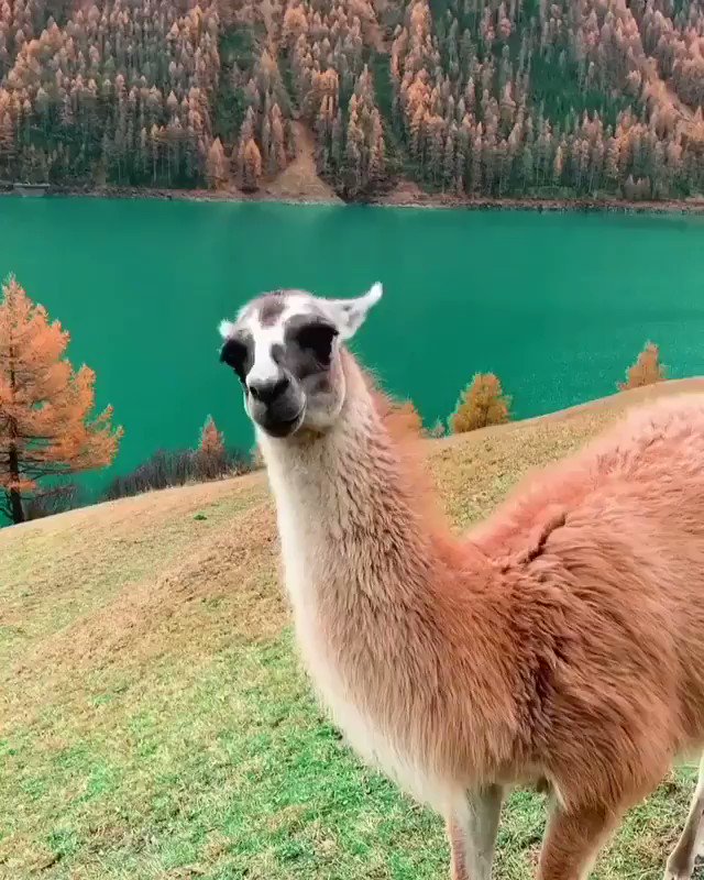 RT @AMAZlNGNATURE: These beautiful llamas in Italy???? https://t.co/g2zz6IEyO8