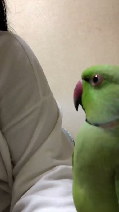 朝から元気😆ヒナも負けずに寄ってくる。若ちゃんに向かって小さなプゥ!で威嚇するまでに😅。私、モテ期だ😆 朝から元気😆ヒナも負けずに寄ってくる。若ちゃんに向かって小さなプゥ!で威嚇するまでに😅。私、モテ期だ😆
