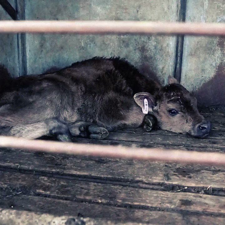 RT @MercyForAnimals: I am... https://t.co/VLYURCH9Ng