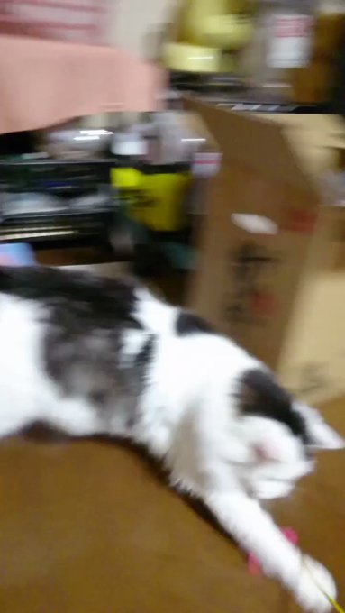 【遊び盛り😺🐾🐾】♪遊ぼう🎵遊ぼう🎵あたいはにゃんこ🐈トトロ 散歩風に♪ 【遊び盛り😺🐾🐾】♪遊ぼう🎵遊ぼう🎵あたいはにゃんこ🐈トトロ 散歩風に♪