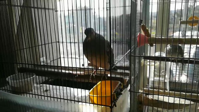 ささみさんの朝の挨拶〜😊🕊❤ ささみさんの朝の挨拶〜😊🕊❤