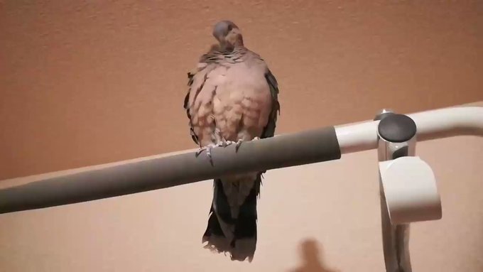 ささみさんの放鳥タイム〜🕊❤ ささみさんの放鳥タイム〜🕊❤