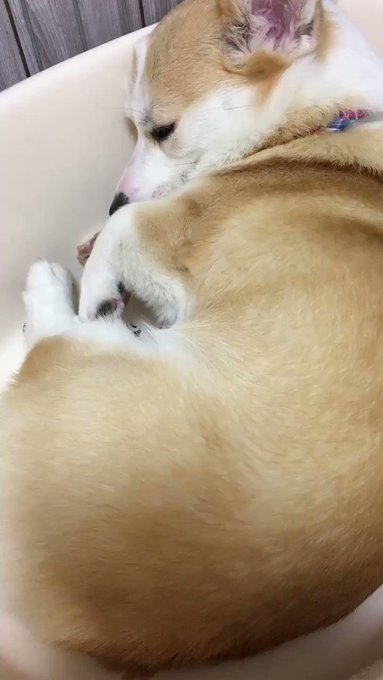 うどんの国→自宅に戻りましたむぎは爆睡おつかれさま うどんの国→自宅に戻りましたむぎは爆睡おつかれさま