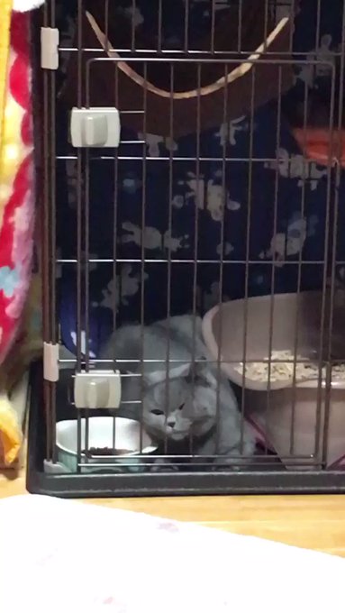 どうしても外に出たいのね、、だがしかし執念が凄すぎてねえちゃん少しひいちゃってるから、、、😌 どうしても外に出たいのね、、だがしかし執念が凄すぎてねえちゃん少しひいちゃってるから、、、😌