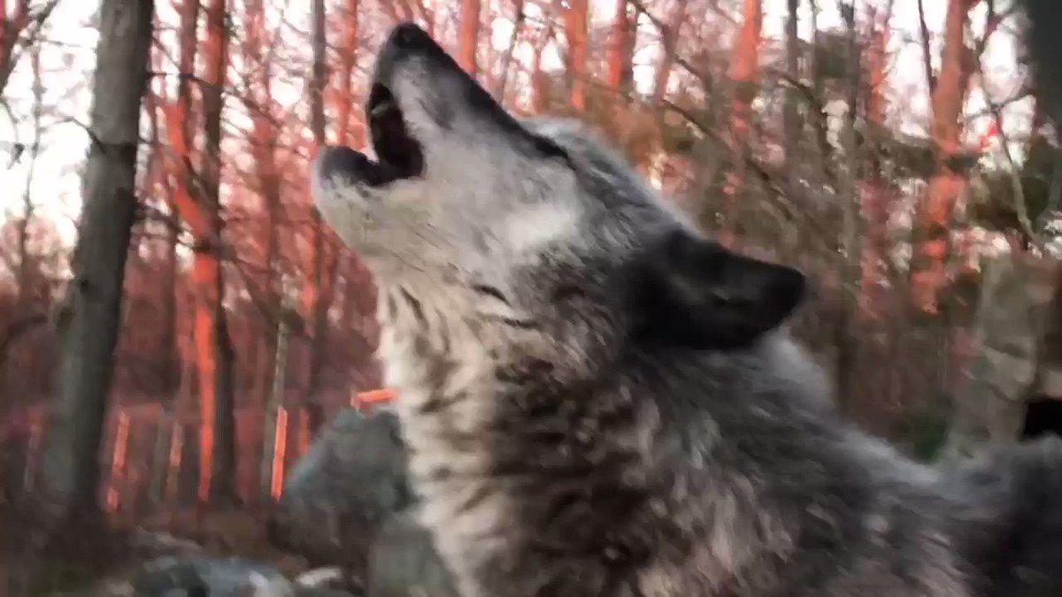 RT @nywolforg: The best sunsets include wolves. https://t.co/w3mWsocpxY