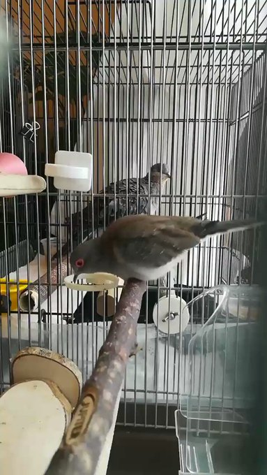 おはでポー!きのうは朝の挨拶できなくてごめんだポーでも今日からまた挨拶するからよろしくだポーささみさんと一緒にご飯食べて おはでポー!きのうは朝の挨拶できなくてごめんだポーでも今日からまた挨拶するからよろしくだポーささみさんと一緒にご飯食べて