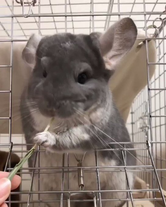 途中で撮られていることに気付いたトトロさん🐭‼️ 途中で撮られていることに気付いたトトロさん🐭‼️