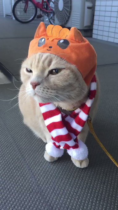 何て事ない ももすけ動画🌸🌸(ポケモンに変装してパトロール第2弾🐱🐱ももロコンだよ〜〜‼️編🐾🐾) 何て事ない ももすけ動画🌸🌸(ポケモンに変装してパトロール第2弾🐱🐱ももロコンだよ〜〜‼️編🐾🐾)