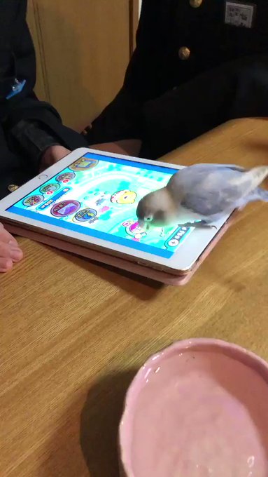 妖怪ウォッチつるつるを楽しむ🐦 妖怪ウォッチつるつるを楽しむ🐦