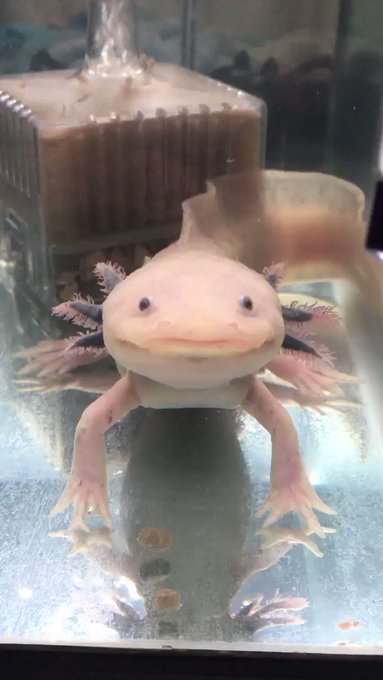 ねえねえーだいすきな うーさーん😆あーそーぼ🥺🥺ぽんちゃんより☺️ ねえねえーだいすきな うーさーん😆あーそーぼ🥺🥺ぽんちゃんより☺️