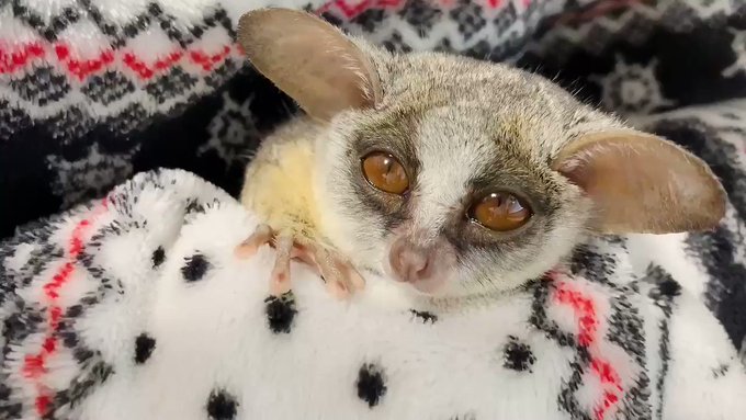 『ぜ、ぜんぜん眠くないし…ほら、耳動かせるし……💤』母ちゃんの腕の中で睡魔との戦い🙈 『ぜ、ぜんぜん眠くないし…ほら、耳動かせるし……💤』母ちゃんの腕の中で睡魔との戦い🙈