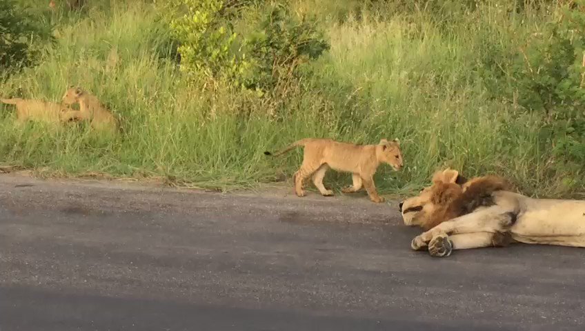 06:30 Lions with cubs H3, 2.5km N of Afsaal Near Malelane 5/5 Tinged by...