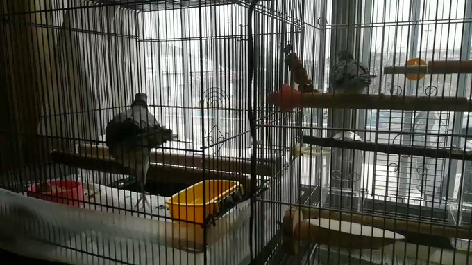 ささみさん、プン!プン!からのワッフーワッフー😂 ささみさん、プン!プン!からのワッフーワッフー😂
