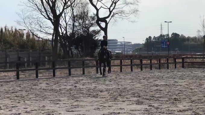 ビジター騎乗のお客様!フランチェスカがお気に入り!#effortstable #馬場馬術 #乗馬 #茨城 #KWPN # ビジター騎乗のお客様!フランチェスカがお気に入り!#effortstable #馬場馬術 #乗馬 #茨城 #KWPN #