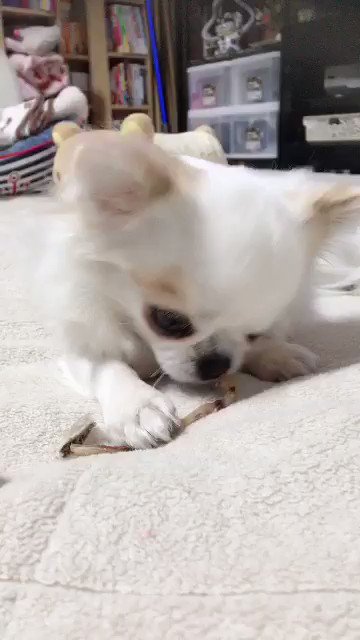 ベルは噛んで遊ぶを覚えた。#ポケモン #犬好きさんと繋がりたい ベルは噛んで遊ぶを覚えた。#ポケモン #犬好きさんと繋がりたい